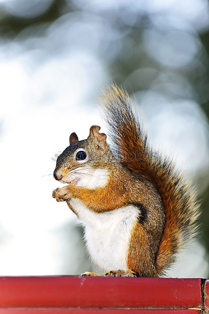 Similar – Image, Stock Photo Chipmunk Beautiful