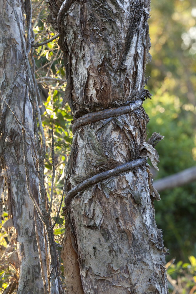 Similar – Image, Stock Photo Disagreement on the tree trunk