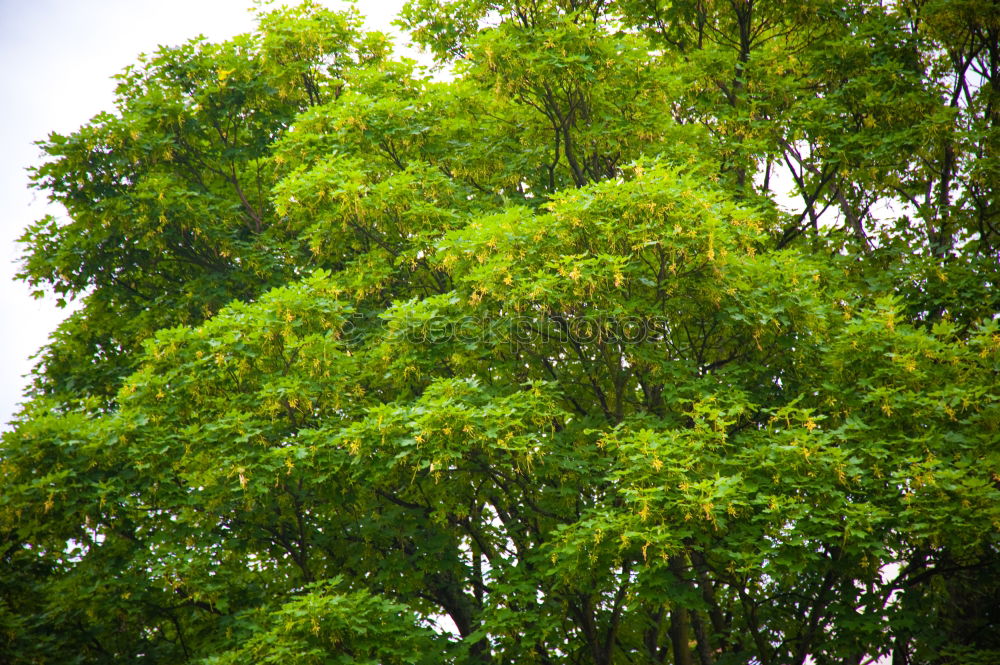 Similar – Discolouration Baum Blatt