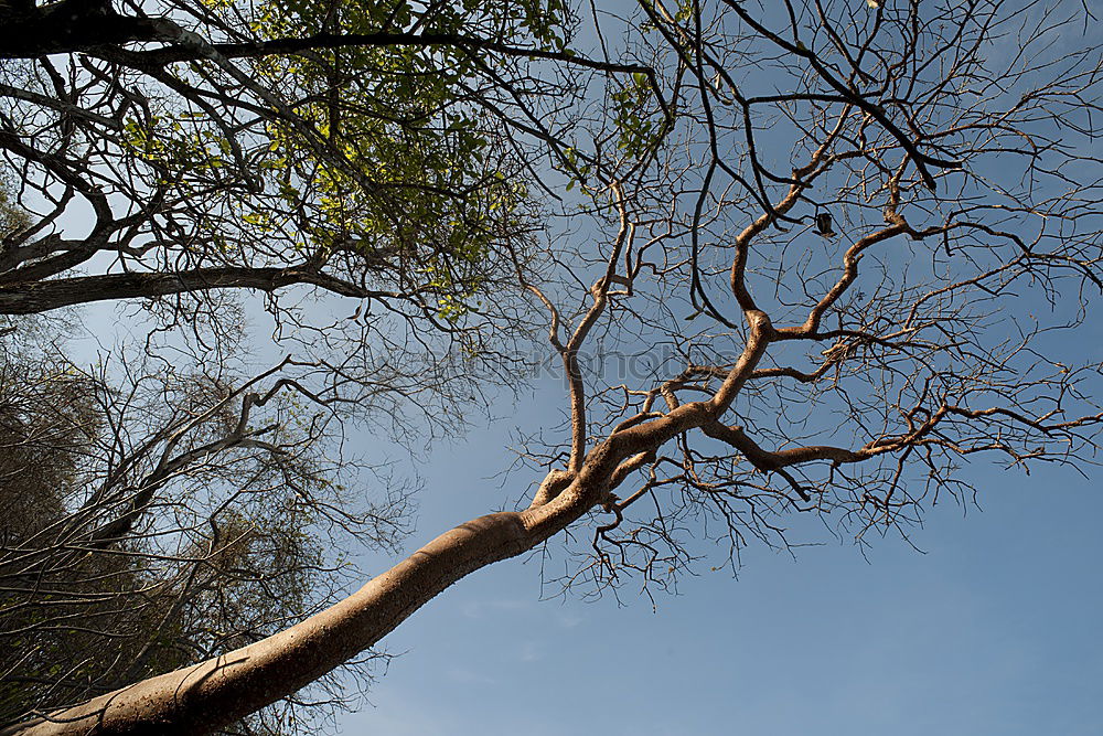 Similar – Image, Stock Photo Frost Winter Branch