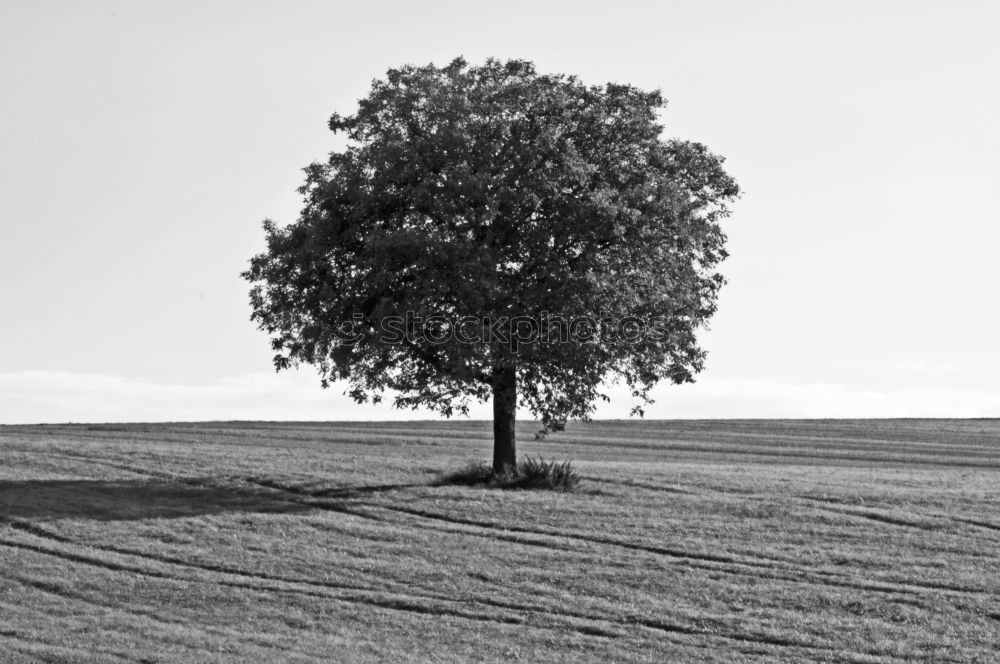 Similar – Einsamer Baum 2 Feld