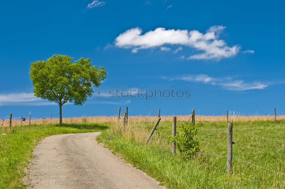 Similar – Baumweg grün himmelblau