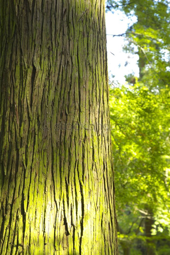 Foto Bild Fried(en)hofs-Taube Umwelt
