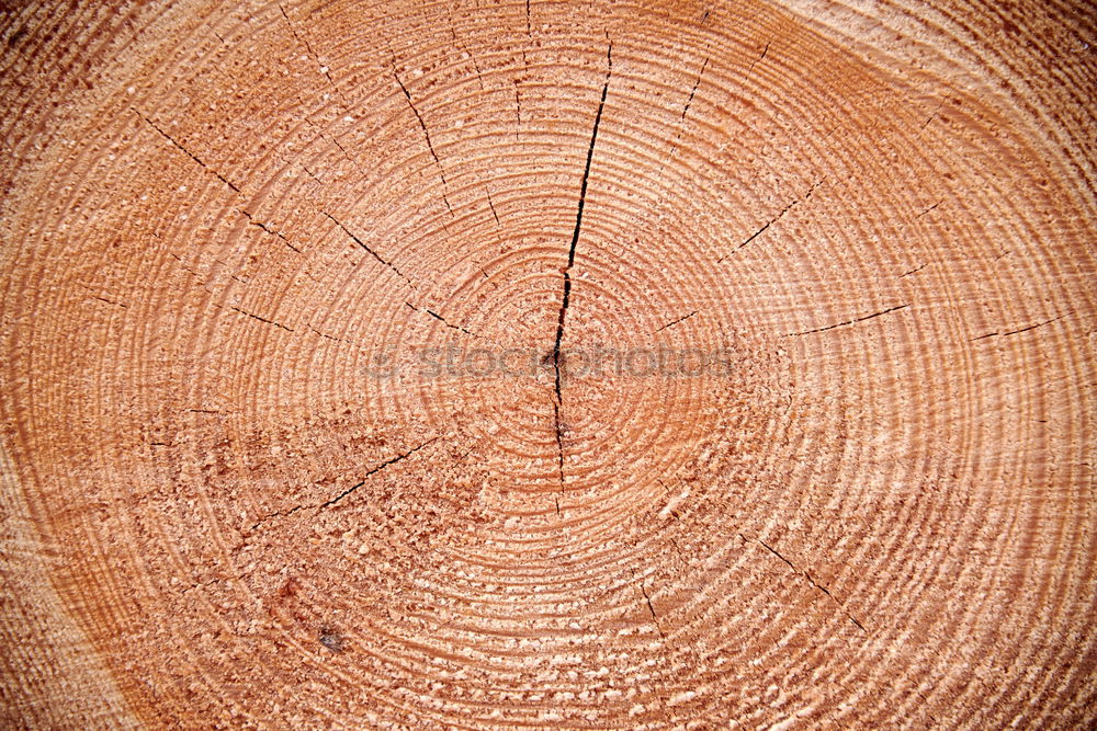 Similar – Wood texture with tree rings (growth rings)