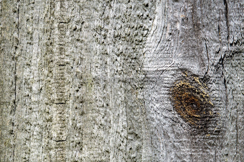 Similar – Image, Stock Photo knot hole Wood