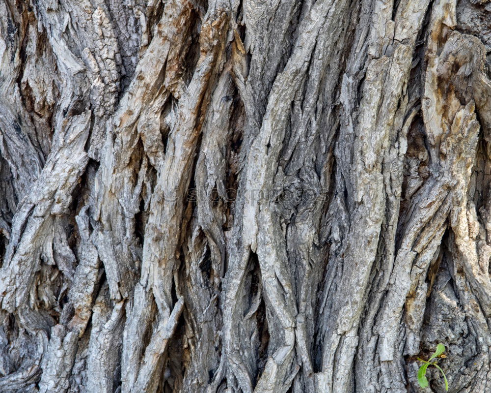 Similar – Image, Stock Photo The root sepp Nature Tree