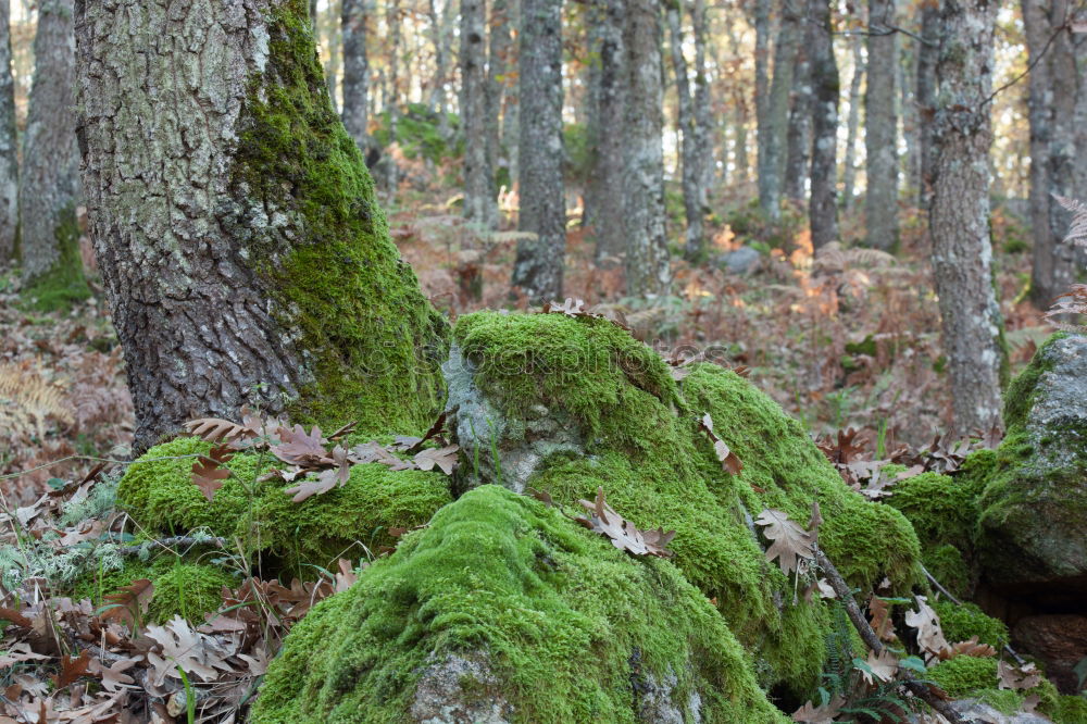 Similar – hedgehog hole Nature