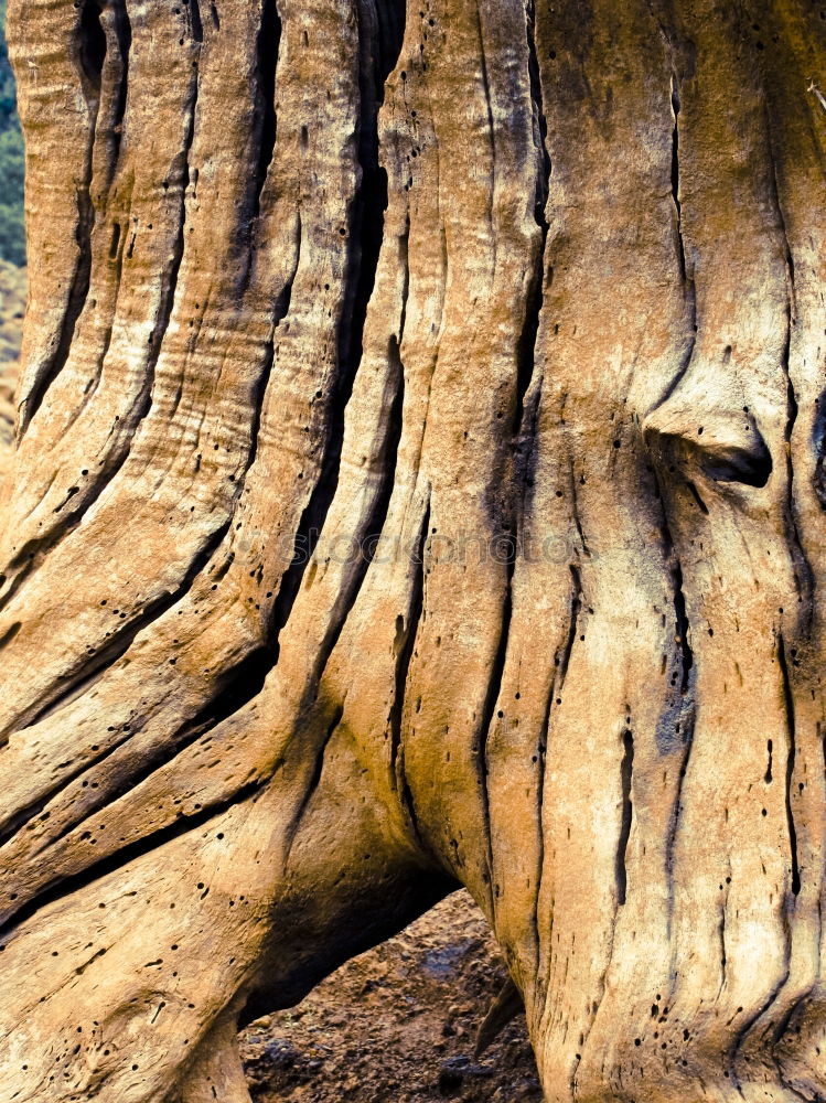 Similar – city tree Tree trunk