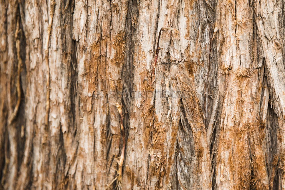 Similar – [CHAMANSÜLZ 2011] Baum und Stamm