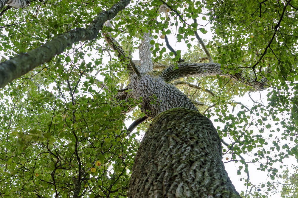 Similar – Image, Stock Photo Boy on climbing tree looks down