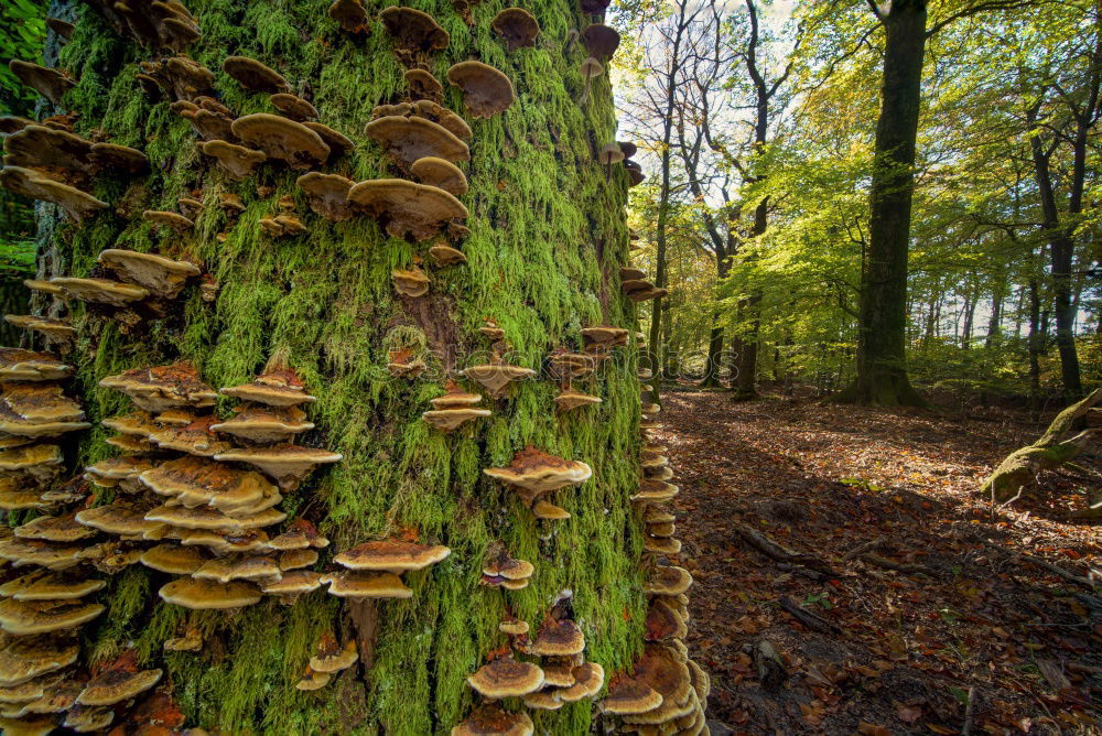 Image, Stock Photo Tree mushrooms 2 Forest