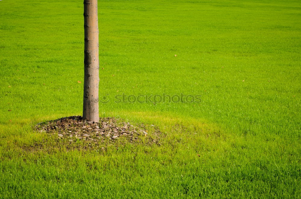 Similar – Baum in Grün Weide Wiese