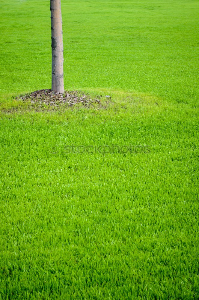 Similar – Image, Stock Photo Restrictive Grass Meadow