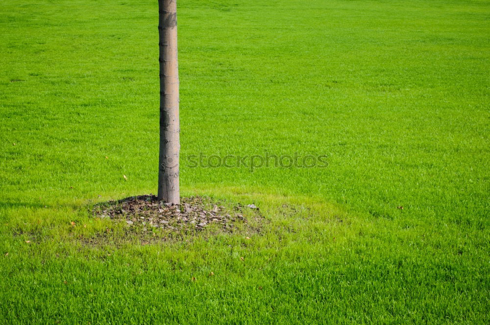 Similar – Image, Stock Photo Fruity meadow Green Meadow