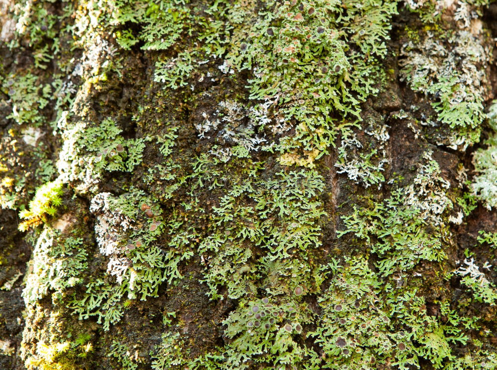 Similar – Image, Stock Photo accretion Plant Moss