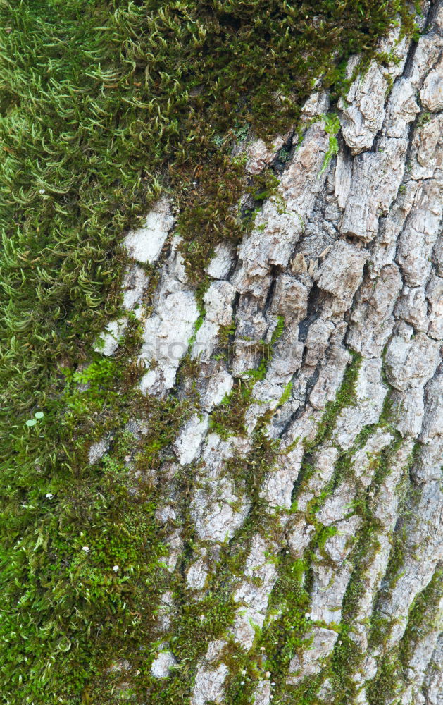 Similar – Ivy with tree Tree Tendril