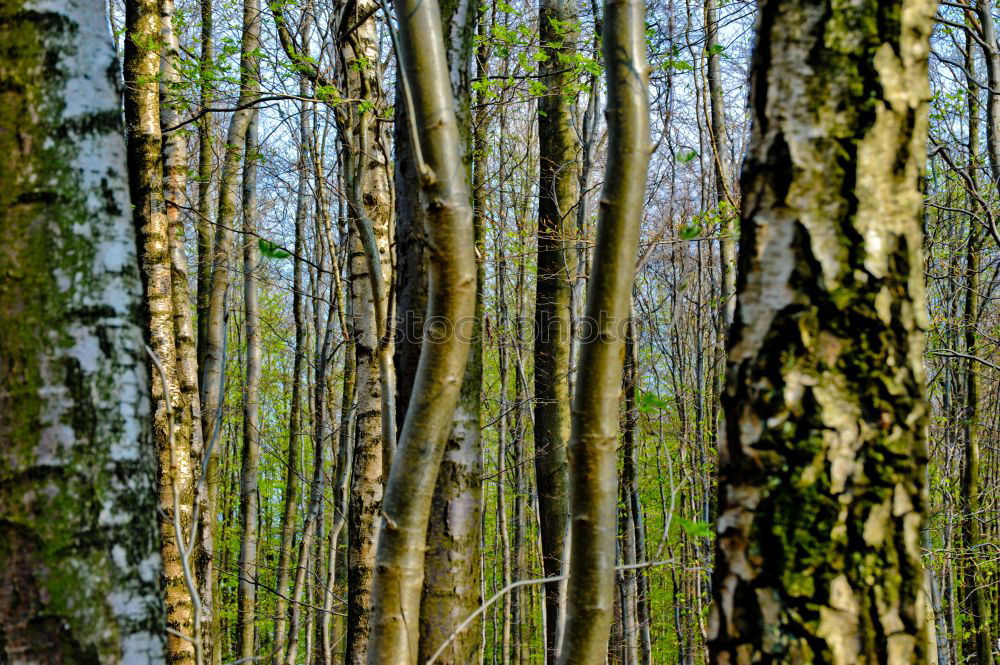 Similar – Image, Stock Photo forest Environment Nature