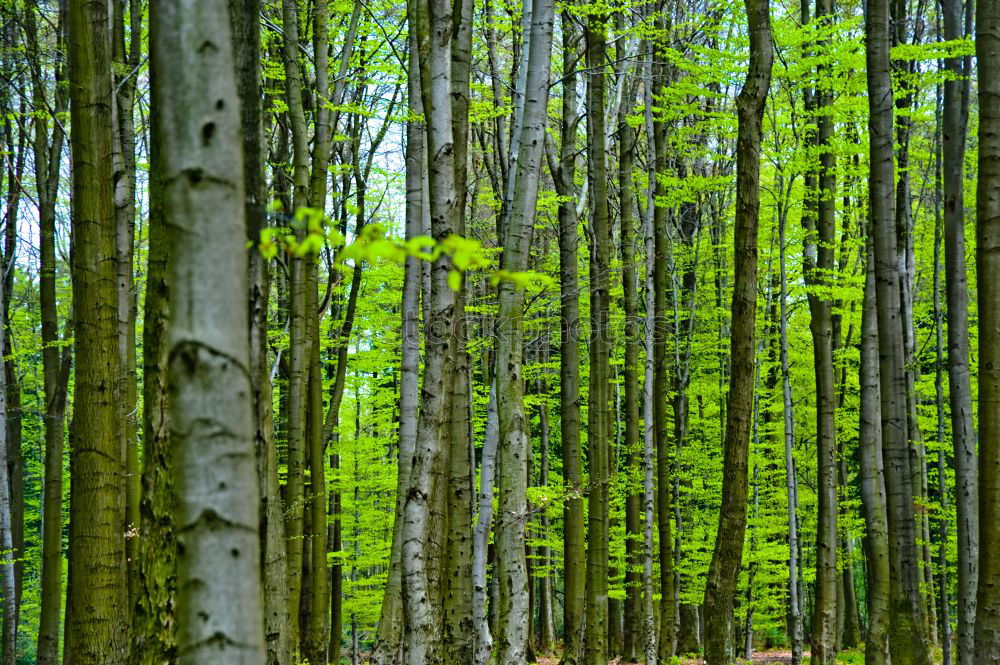 Similar – Image, Stock Photo aberrations Forest Mystic