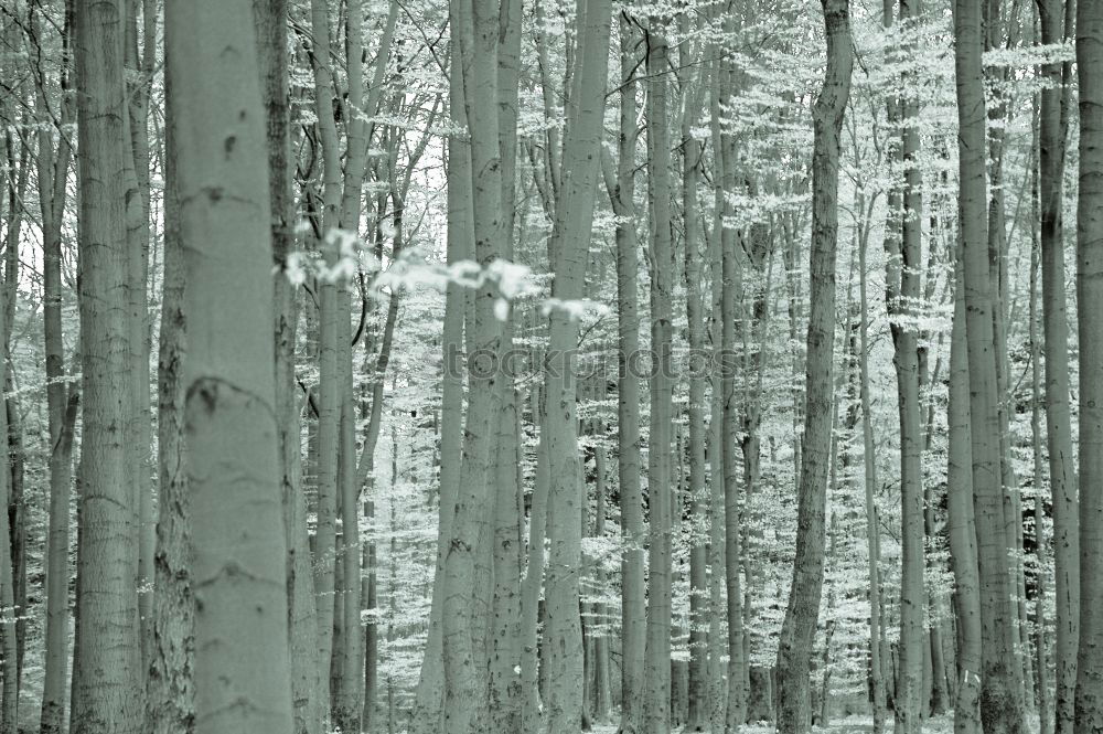 Similar – snow trees Tree Bleak