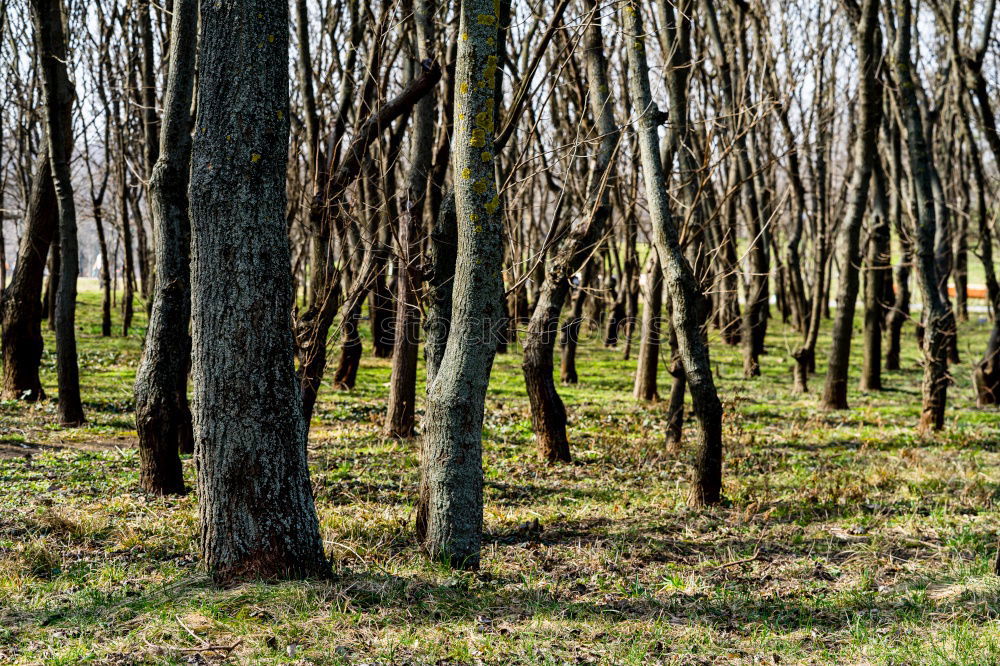 Similar – Rows of trees in forest