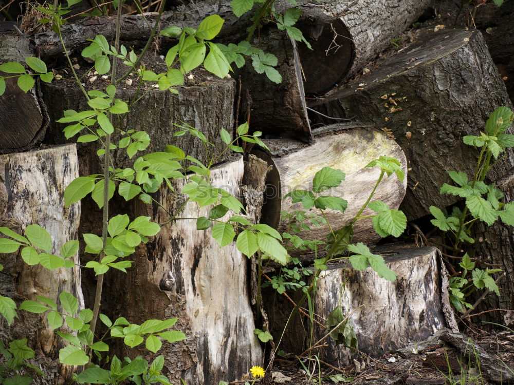 Similar – Image, Stock Photo frugality Elements Plant