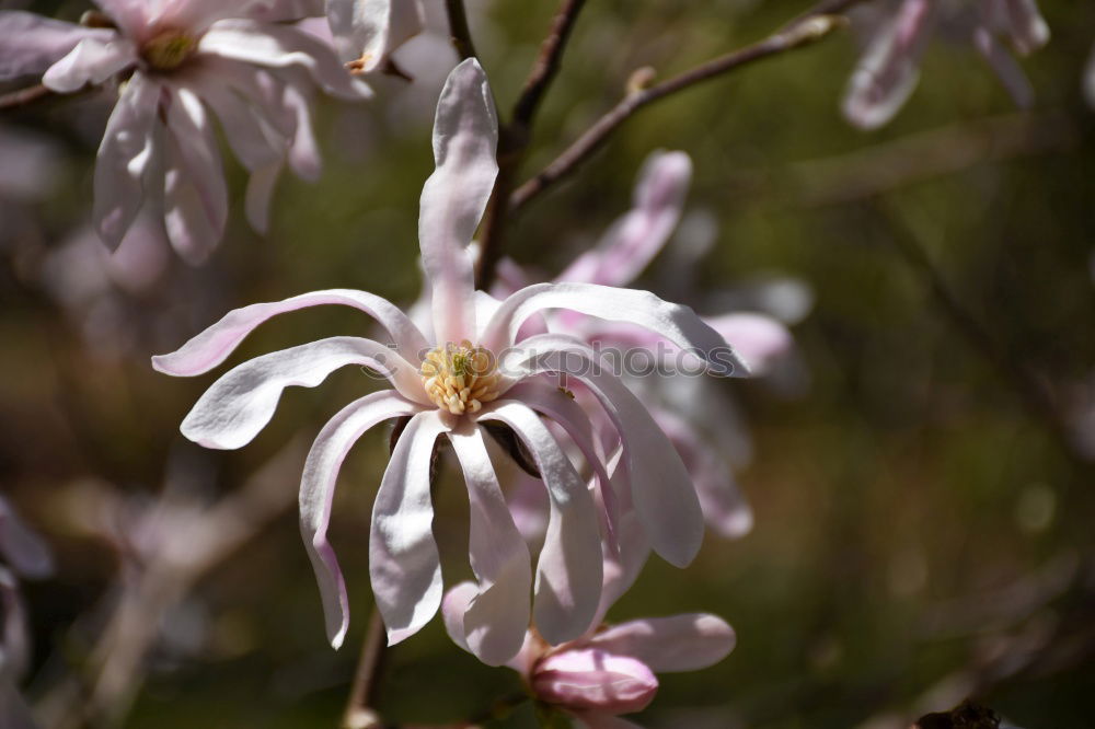 Similar – Foto Bild Edelweiss Gesundheit