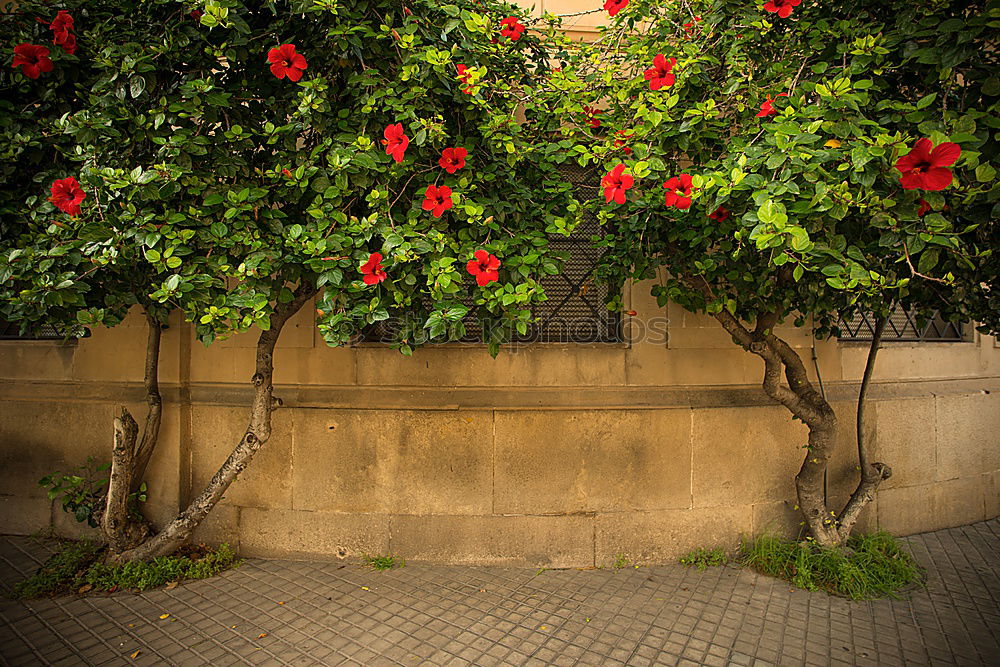 Similar – suburban idyll Garden