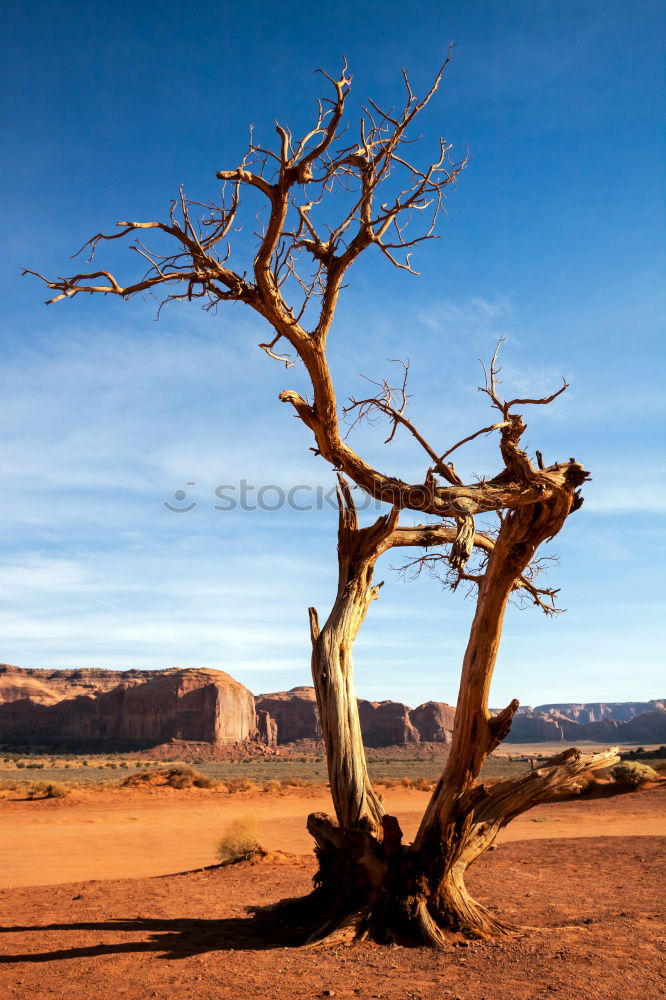 Similar – desert tree Tree Dry