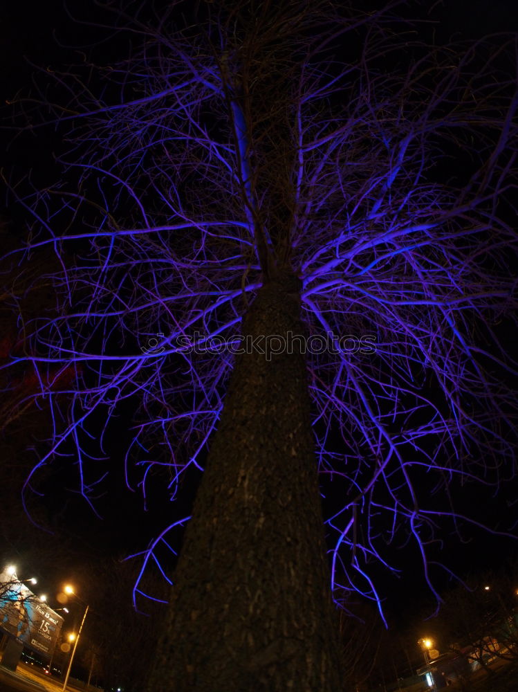 Similar – Image, Stock Photo lampions Tree Lampion