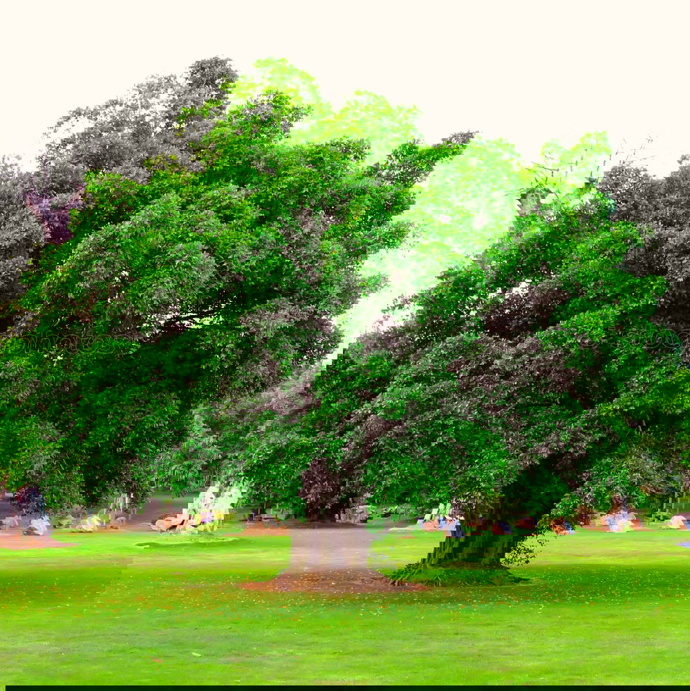 Similar – Foto Bild Die grüne Lunge Baum
