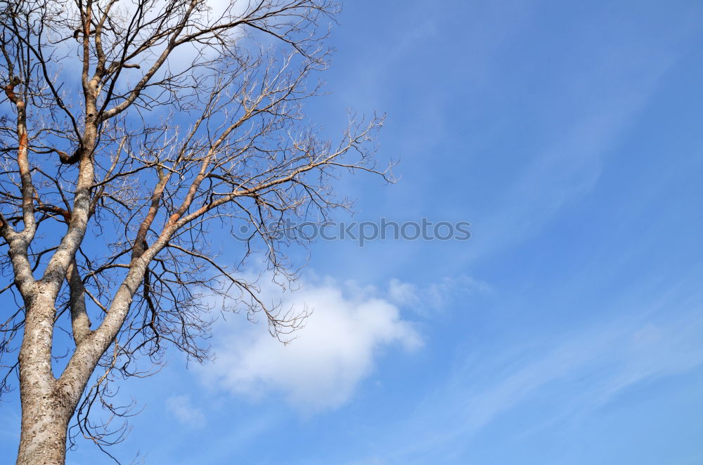 Similar – TREE CROWN Tree Fork