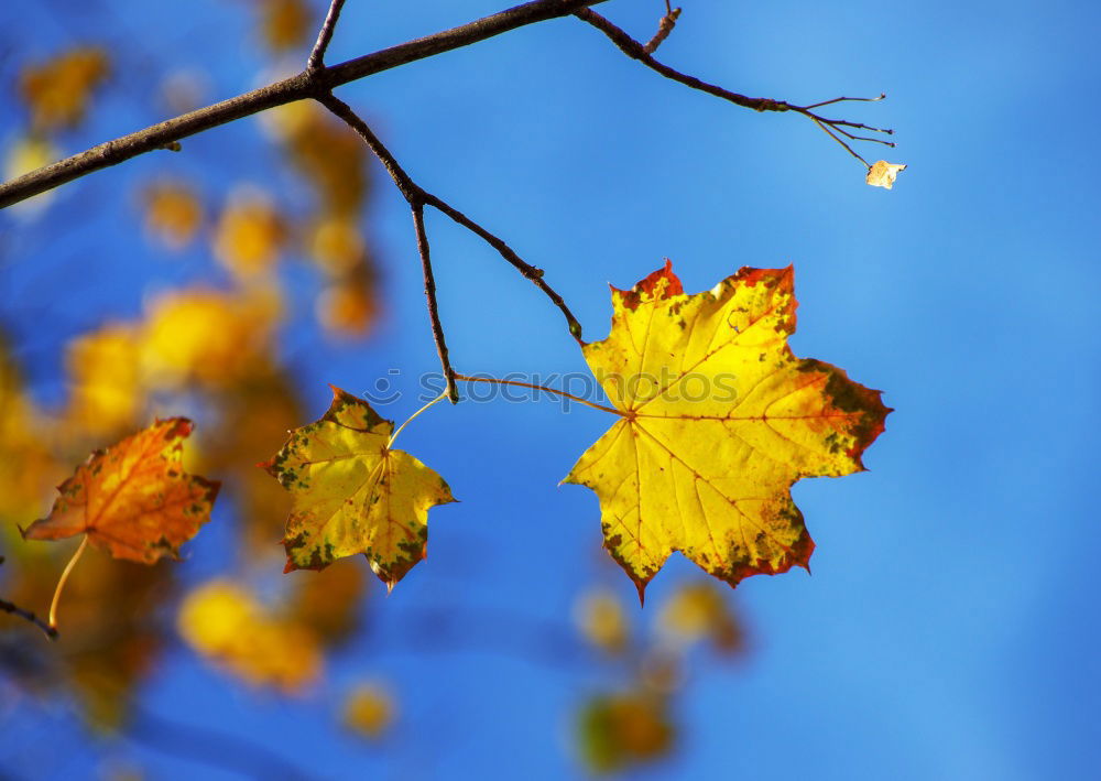 Similar – Image, Stock Photo red hazel leaves