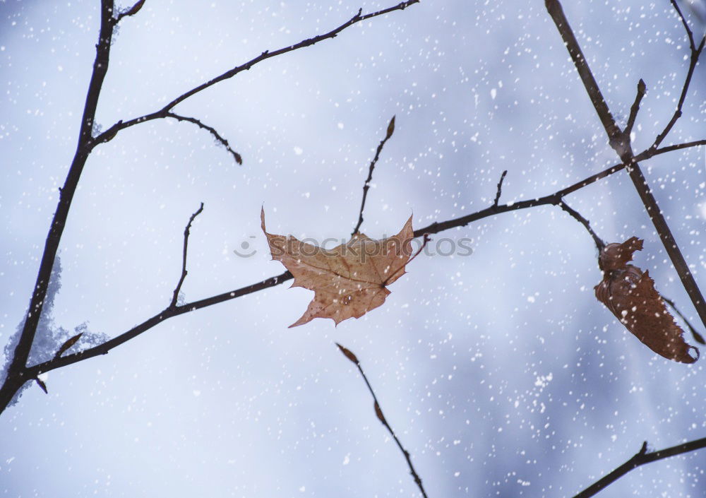 First frost Nature Autumn