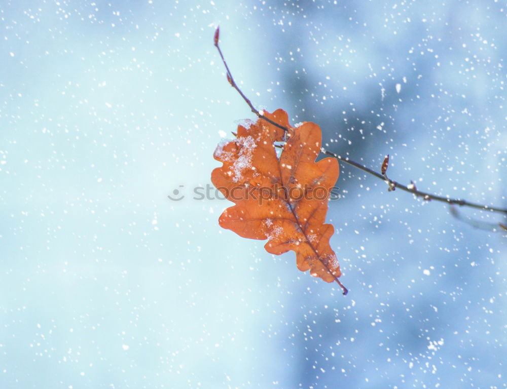 Similar – Image, Stock Photo summer meets winter Winter