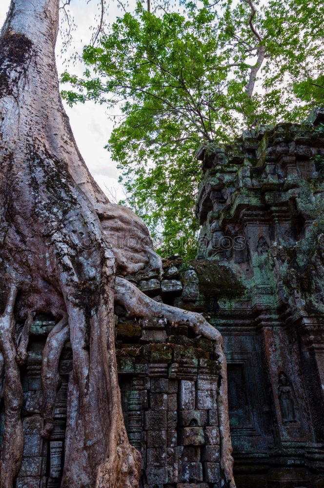 Similar – Image, Stock Photo Angkor Thom Temple view, Siem reap, Cambodia