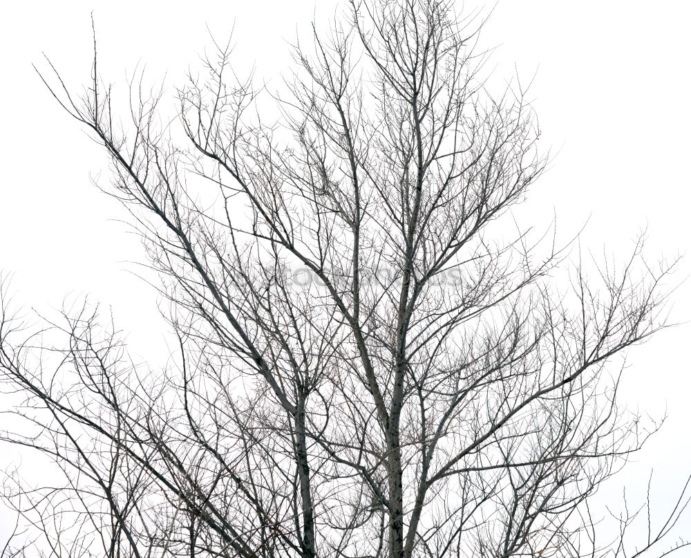 Image, Stock Photo pigeon tree Environment