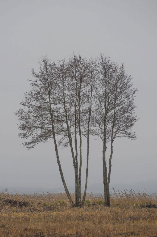 Similar – Image, Stock Photo Heart for trees