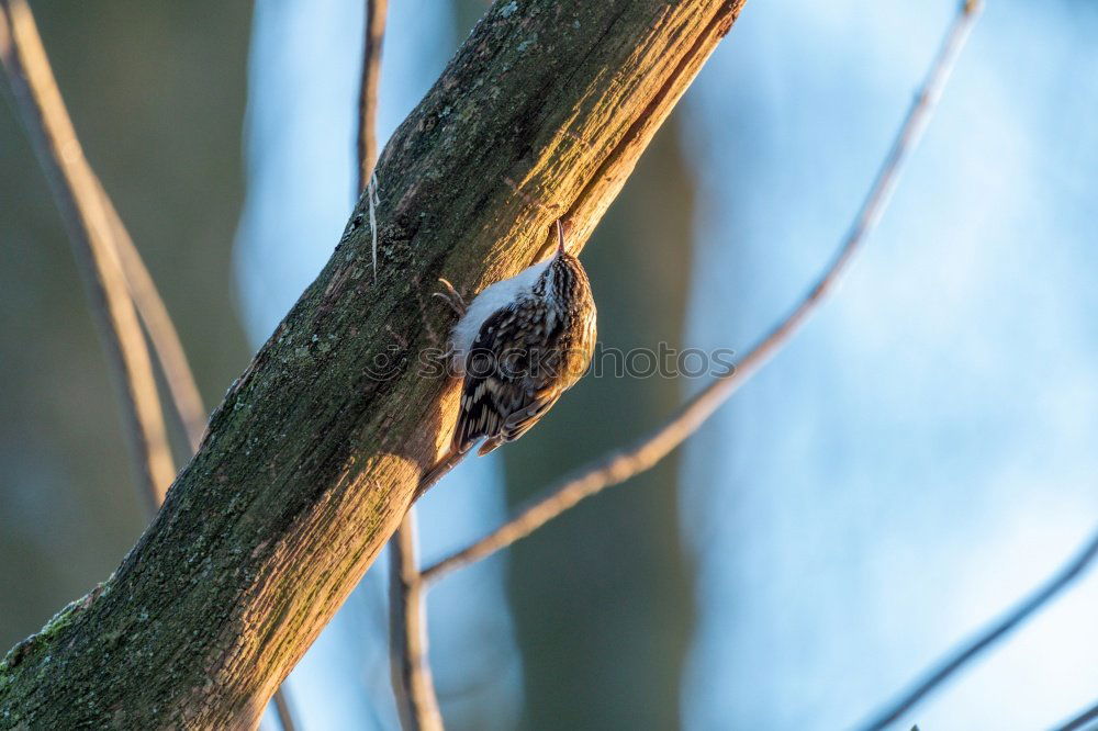 Similar – Sniffing Squirrel Nature