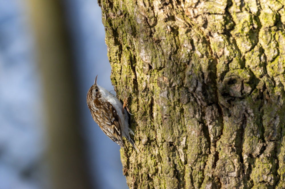 Similar – Nuthatch in cherry tree