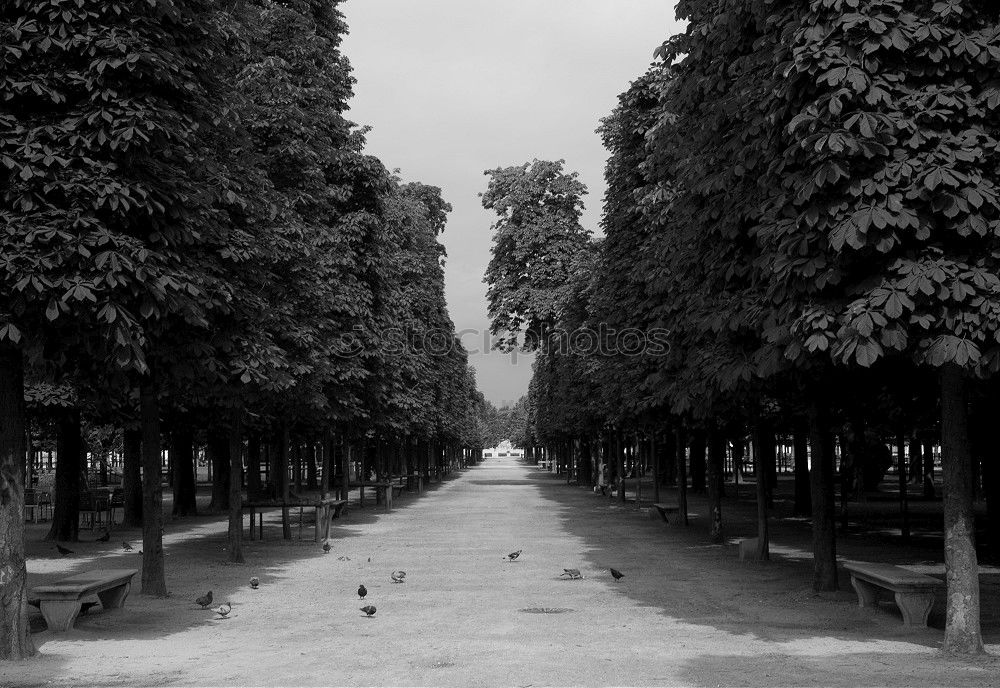 Similar – Image, Stock Photo Avenue olé Paris France
