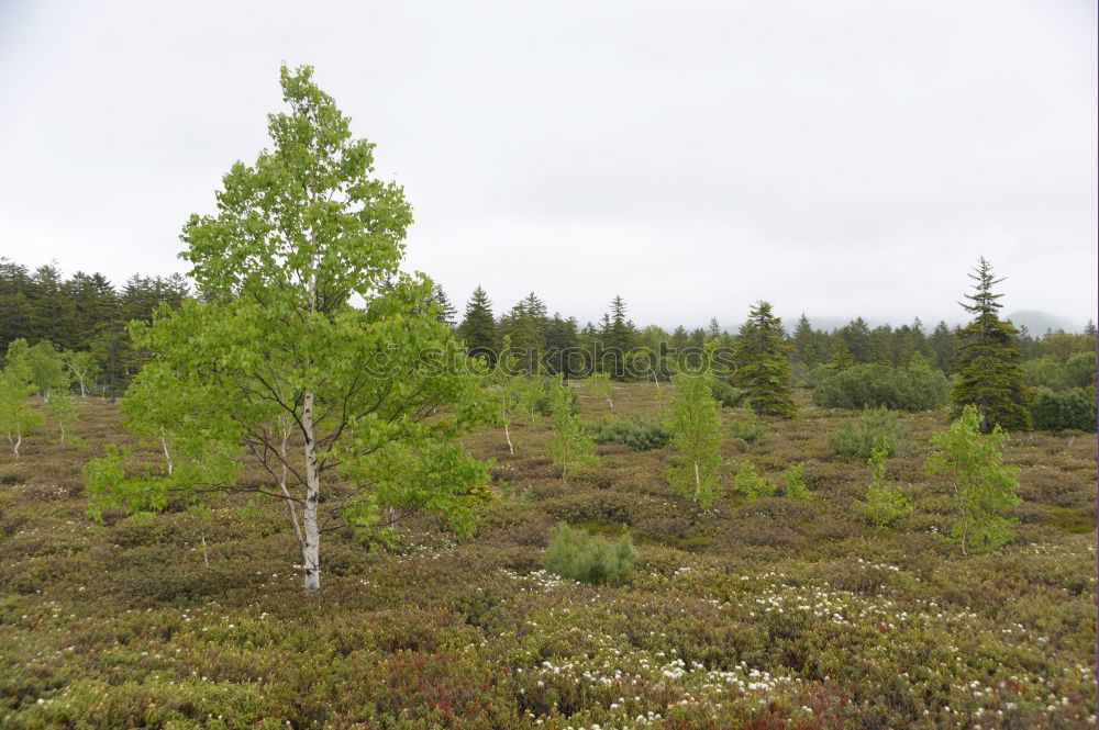 Similar – bog tree Tree Bog Marsh