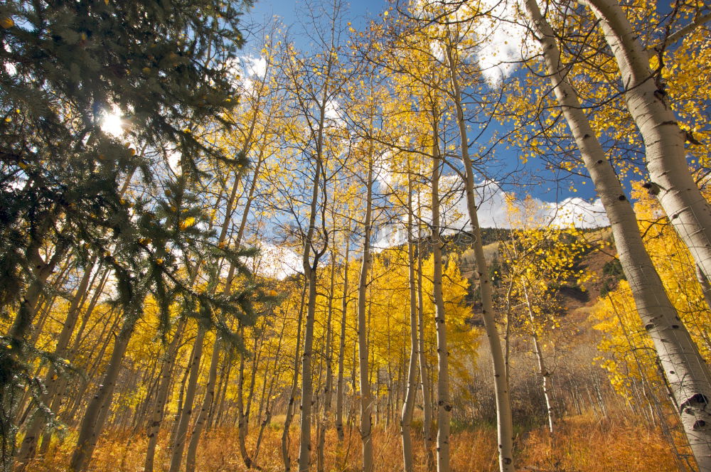 Similar – Image, Stock Photo Aspen in Fall Beautiful