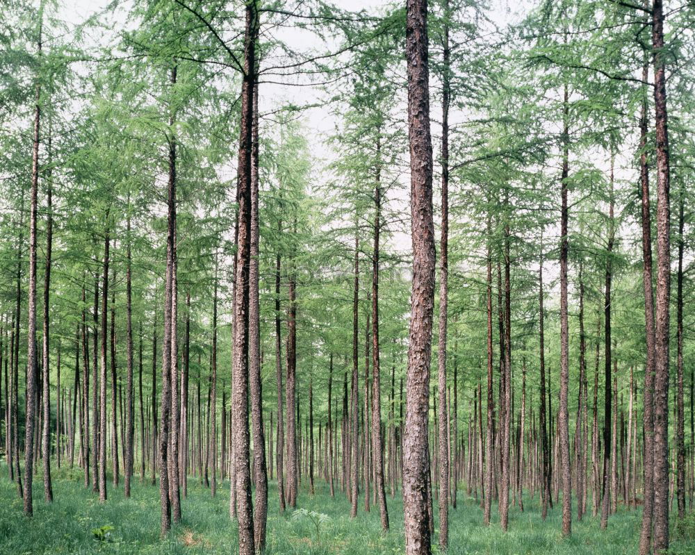 Similar – Rows of trees in forest