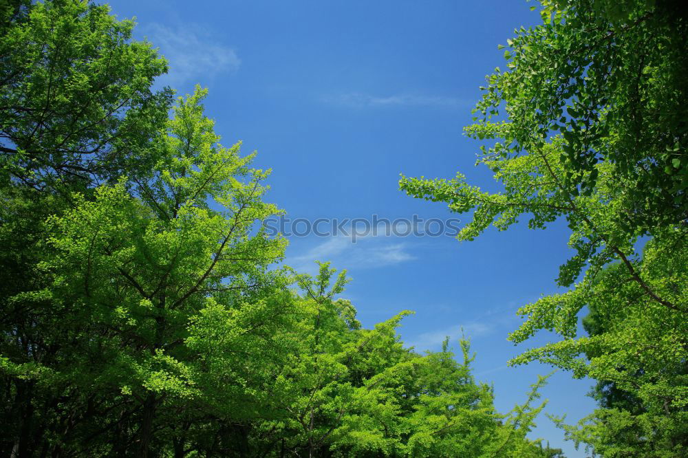 Similar – Image, Stock Photo Excessive Spring III Leaf