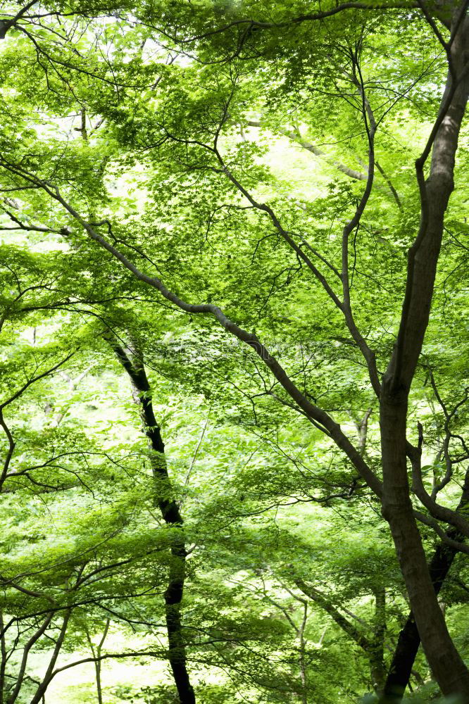 Similar – Foto Bild Grüne Lunge tree leaf