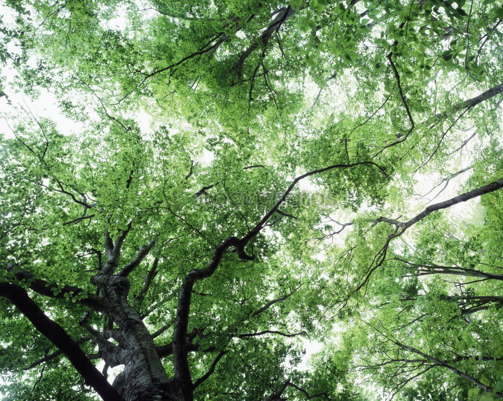 Similar – Foto Bild Der Baum Blatt grün Ferne