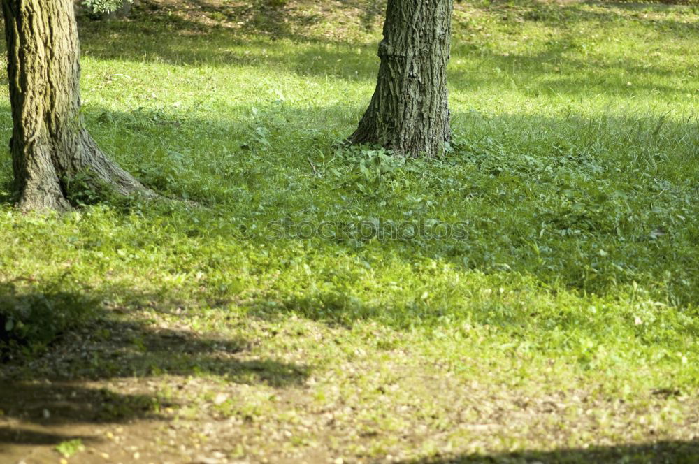 Similar – Sitting in the Herrngarten