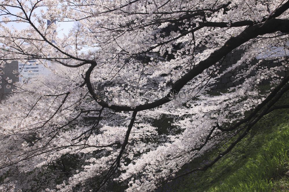 Similar – Image, Stock Photo cherry blossoms #4