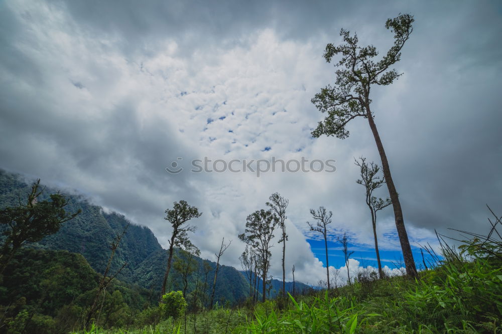 Similar – Image, Stock Photo Horse pasturing on meadow