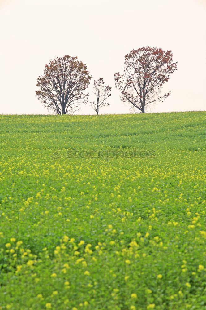 Similar – Image, Stock Photo Tree on field Field Grain